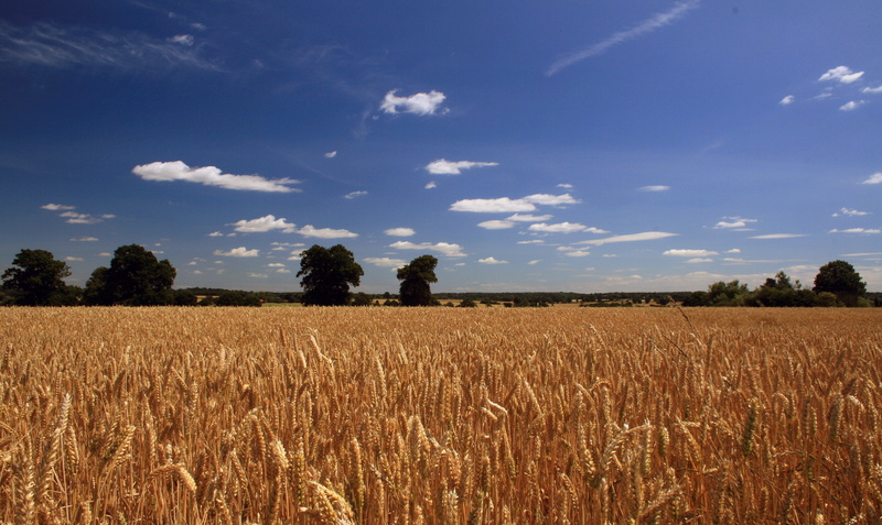 outdoors, growth, field, ripe, blue, wheat field, cereal Plant, nature, stock  essex, field  crop, rural Scene, daytime, tree, cloudy, wheat, cloud, gold Colored