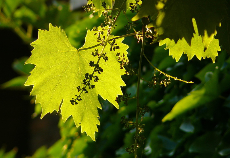 grapes, outdoors, focus on foreground, plant part, yellow, plant, sunlight, freshness, foliage plant, shadow play, wrap, winegrowing, green plant, leaves
