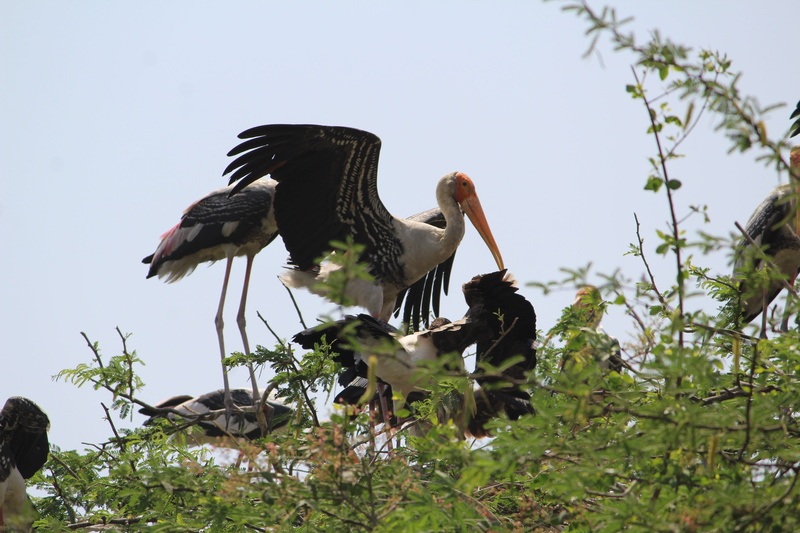 beak, summer, zoology, 5K, large, vertebrate, nature, stork, tree, wild, long, animal, animal wildlife, no people, day, swamp, animal family, green color