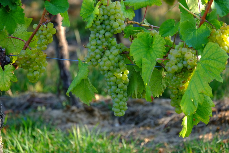nature, land, plant part, vineyard, delicious, white grapes, fruit, healthy eating, outdoors, sweet, plantation, food and drink, green grapes, green Color