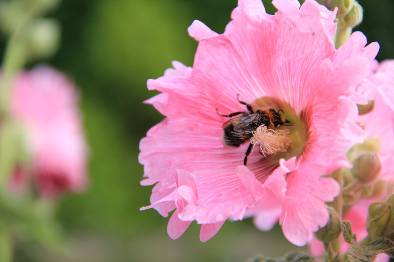 hummel, flower head, invertebrate, animal themes, close-up, stock rose, fragility, petal, bee, pink Color, one animal, animal wildlife, 5K, growth, flower