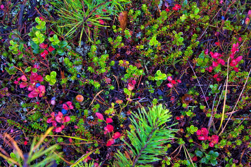 field, empetrum, full frame, vegetation, crowberry, land, vulnerability, growth, flora, flower, close-up, pink color, flowering plant, 2K, herbage, taiga
