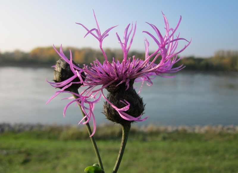 plant, 2K, lovely, colorful, growth, beauty in nature, sky, flora, freshness, focus on foreground, no people, flower head, pretty, plants, beautiful, water