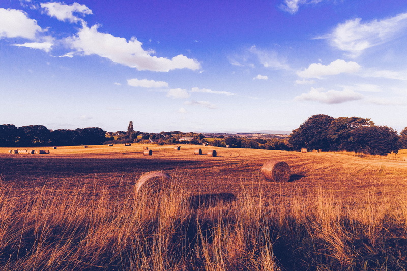 5K, herbage, hay bales, harvesting, beauty in nature, pasture, agriculture, no people, field, wheat, plant, scenics - nature, tranquil scene, cloudy, grass