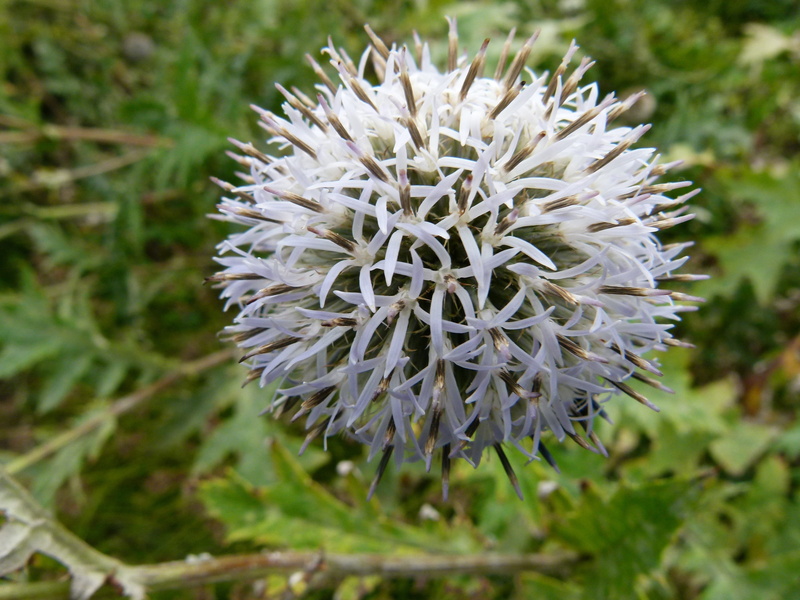 4K, nature, flora, flower head, outdoors, beauty in nature, spring, spiky, growth, lovely, outside, white color, flowering plant, flower, blossom, flowers