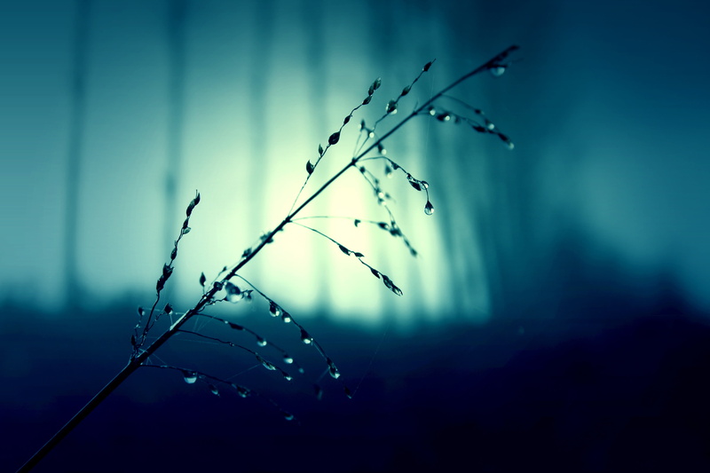 twig, blue background, close-up, pasture, fragility, selective focus, beauty in nature, night, focus on foreground, black, nature, outdoors, no people