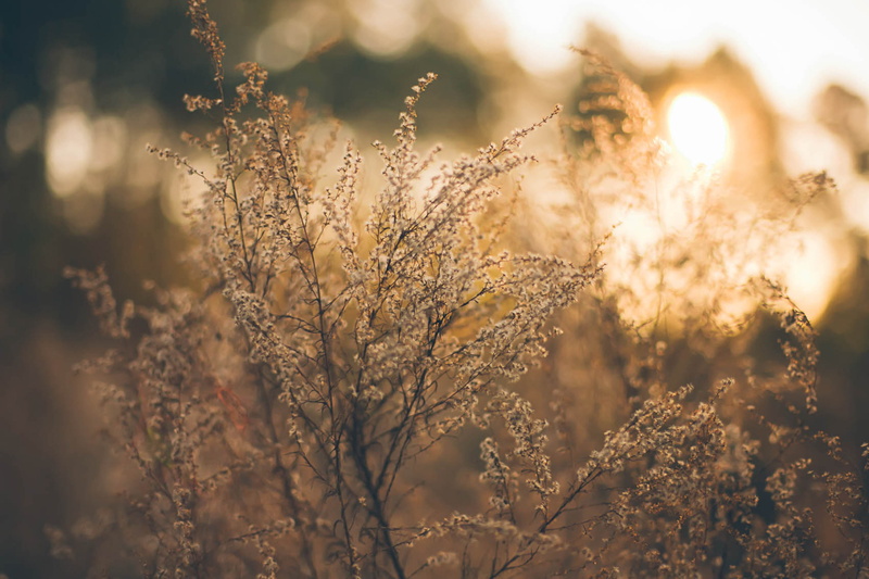 outdoors, tranquil scene, sky, herbage, romantic, beauty in nature, white, tranquility, sunlight, plant, sunset, grass, flower, focus on foreground, field