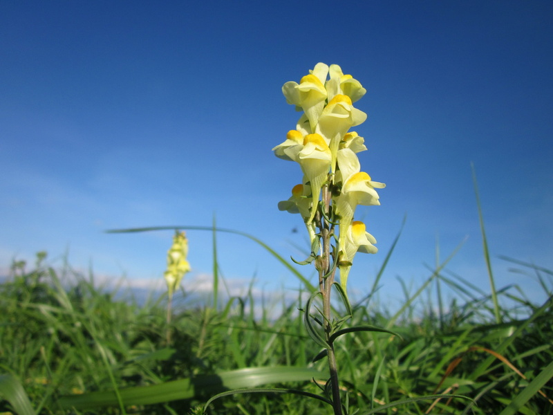 growth, flora, colorful, clear sky, flowering plant, yellow, low angle view, blue, no people, beautiful, beauty in nature, field, flower, spring, floret