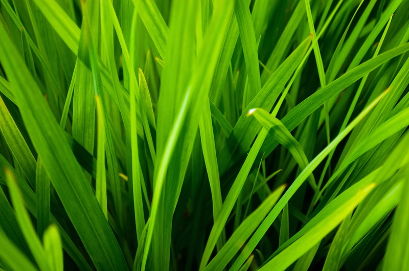 contrast, plant part, environment, growth, Blades, 1080P, plants, macro, plant, garden, field, close, close-up, blade of grass, Background, season, growing