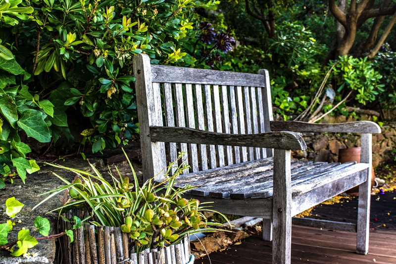 herbage, flora, chair, beauty in nature, empty, tranquility, nature, outdoor chair, front or back yard, plant, day, bushes, 5K, leaf, gardening, outdoors