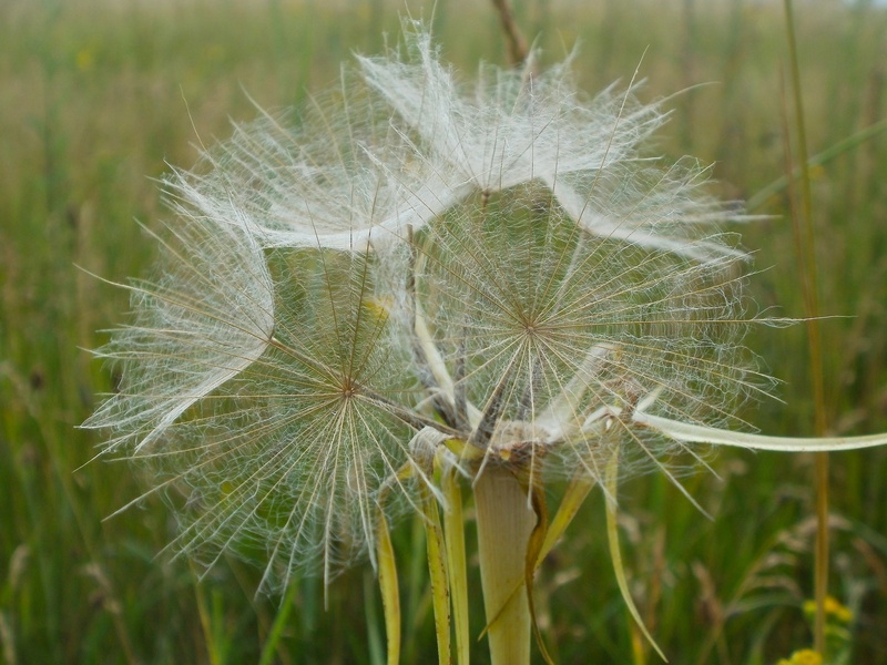 flower head, nature, growth, greenery, flower, floret, stem, pretty, 1080P, softness, intense, bloom, dandelion, white color, bright, deep, vulnerability