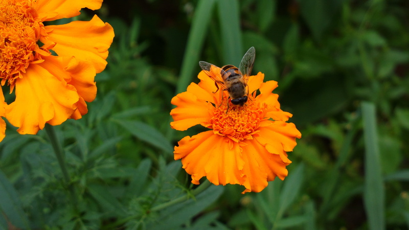 animal wildlife, beautiful, no people, animals in the wild, petal, stem, blossom, insect, 4K, herbage, vulnerability, pretty, invertebrate, flowering plant