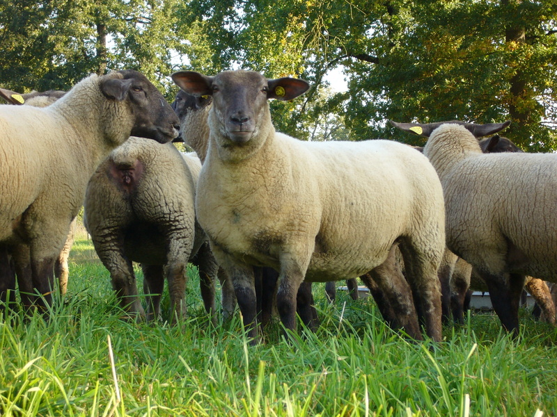 lamb, animal, agriculture, 2K, tree, grass, outdoors, animal family, herbivorous, green Color, group of animals, meadow, day, livestock, rural Scene, land