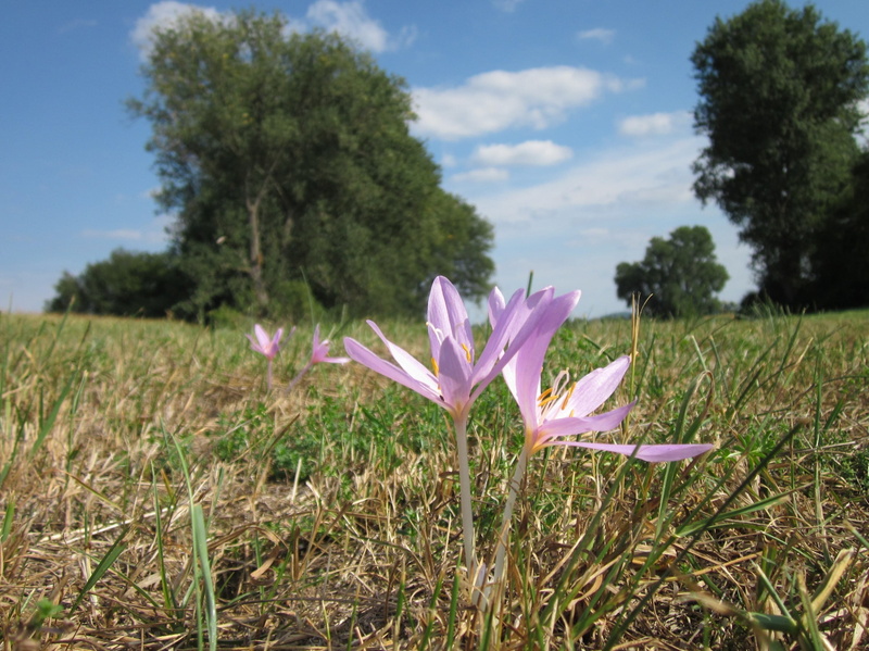clouds, focus on foreground, greenery, colchicum autumnale, freshness, growth, 2K, beauty in nature, field, colorful, spring, land, flora, stem, outdoors