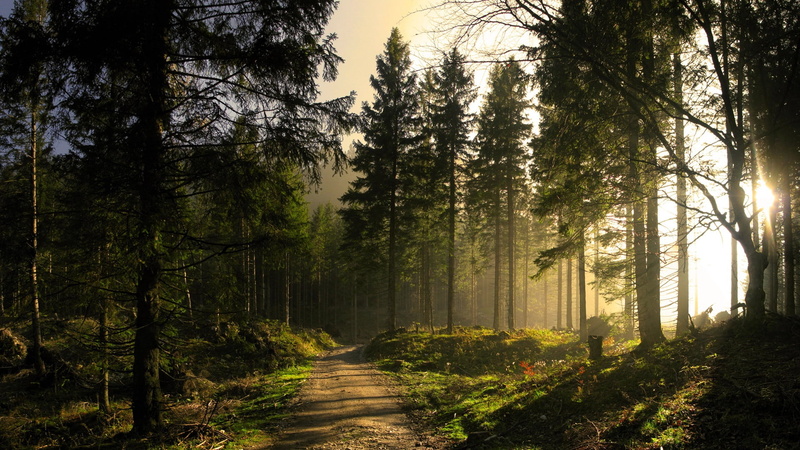 growth, trail, beauty in nature, direction, lake, scenics - nature, rural, clouds, day, peaceful, diminishing perspective, leaf, foliage, non-urban scene