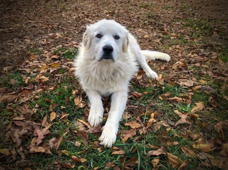 great pyrenees, field, animal, 2K, animal head, dog, canine, high angle view, day, domestic, puppy, autumn, nature, pets, no people, animal themes, leaves