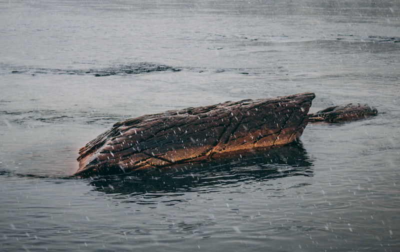 no people, animal themes, photography, reptile, water, rock, mammal, focus, lake, potomac, swimming, sea, beauty in nature, nature, underwater, animal wildlife