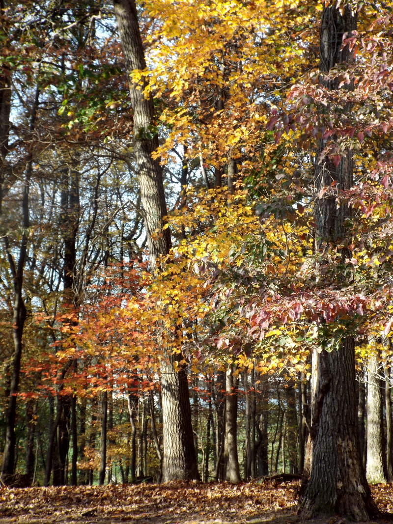 no people, plant, united states, day, fall, plant part, outdoors, change, land, trunk, treelined, nature, tree, fall_colors, autumn, forest, tree trunk