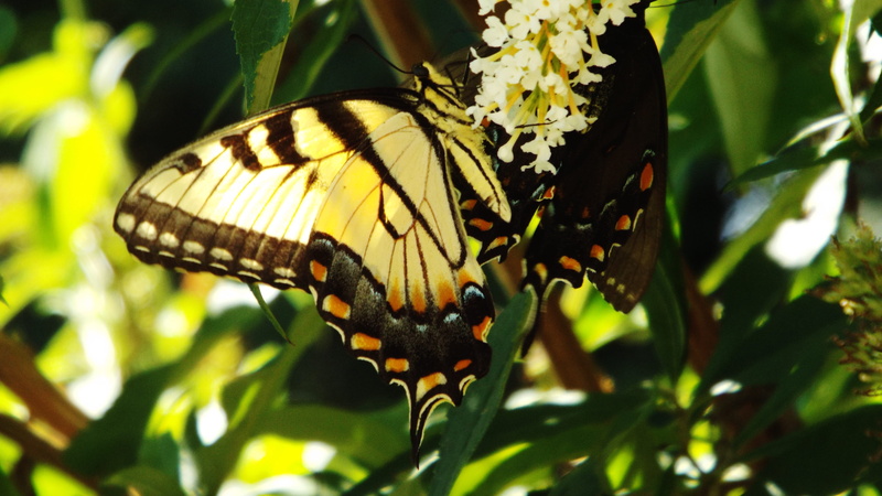 day, invertebrate, animal wildlife, nature, outdoors, pollination, one animal, no people, nature photography, animal, animal wing, leaf, animal markings