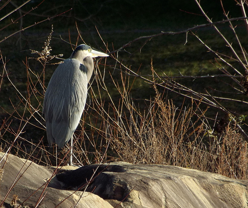 full length, north potomac, animal wildlife, animal themes, one animal, beauty in nature, animals, animals in the wild, branch, birds, day, plant, united states