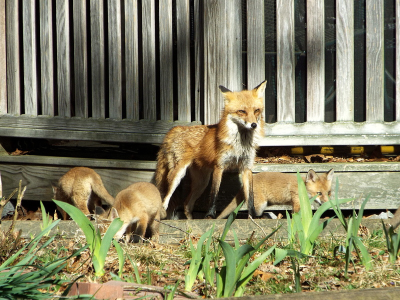 land, outdoors, two animals, group of animals, day, young animal, plant, red_fox, mammal, animal wildlife, animal themes, animals in the wild, united states