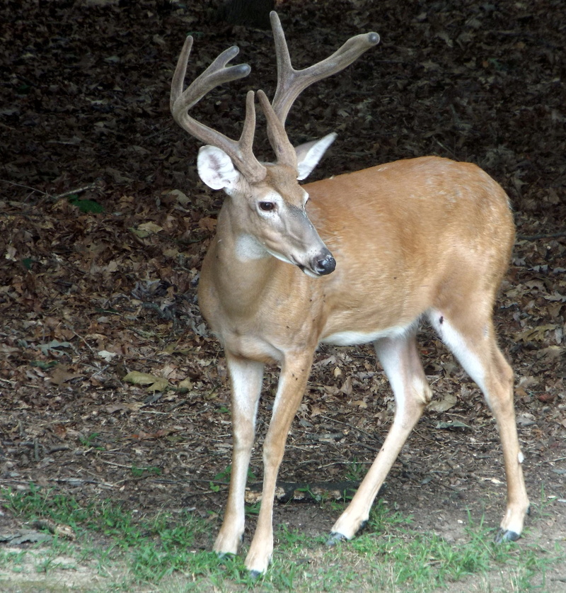 plant, animal wildlife, animals, field, animal, full length, fawn, 2K, nature, vertebrate, deer, outdoors, standing, one animal, animal themes, mammal
