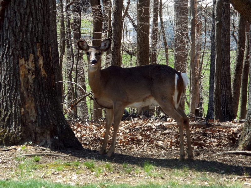 standing, animal, field, landscape, plant, domestic, animal themes, nature, land, mammal, outdoors, herbivorous, vertebrate, north potomac, 4K, trunk