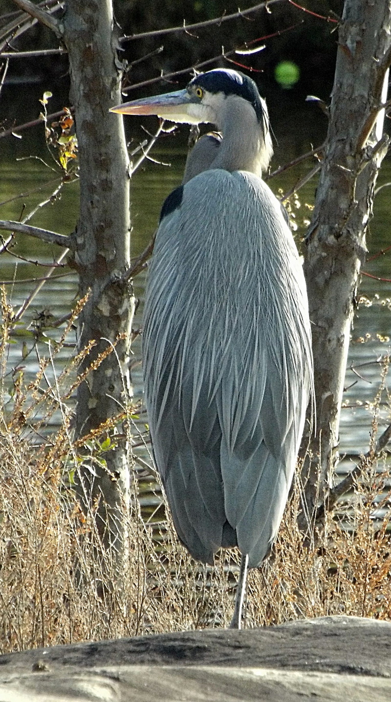 full length, branch, outdoors, vertebrate, 2K, bird, animal, animal themes, plant, day, animal wildlife, great-blue-heron, north potomac, animals in the wild