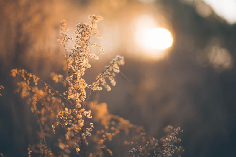 environment, plant, focus on foreground, no people, freshness, flower, springtime, pasture, 4K, close-up, beauty in nature, sun, outdoors, brown, romantic