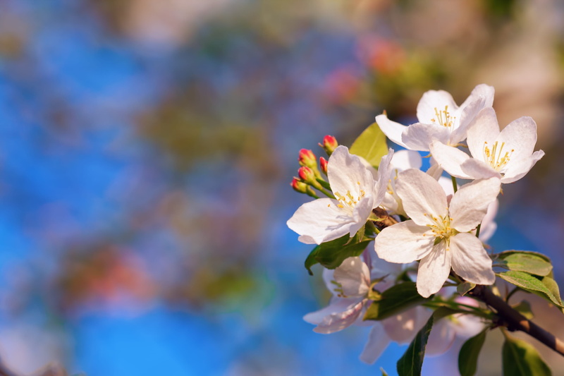 tree, herb, beauty in nature, color, flower head, blossom, flowers, wild, leaf, spring, close-up, flower, sky, plant, herbal, green, freshness, no people