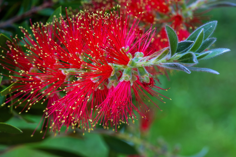 5K, callistemon citrinus, close-up, bottle, plant part, green color, myrtle plant, beauty in nature, leaf, flower, no people, selective focus, bush, garden
