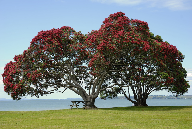 new zealand, bloom, beauty in nature, immergrüner tree, plant, red flowers, green color, photo, tranquility, red, flower, metrosideros tomentosa, sky, scenics - nature