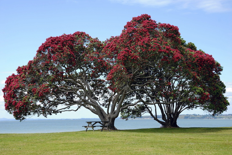 plant, leaves, flowers, daytime, pohutukawa trees, growth, myrtle, no people, outdoors, tranquility, red, land, symbol, tranquil scene, kahika, christmas