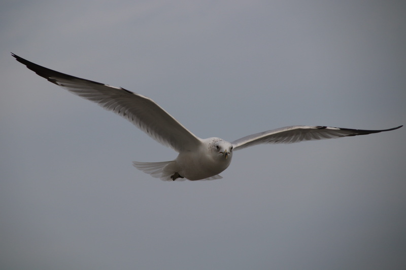 vertebrate, animal, wildlife, outdoors, flying, sky, low angle view, bird, ocean, nature, animal themes, one animal, flapping, day, animal body part, flight