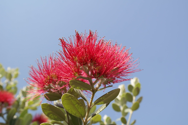 nature, focus, pink, leaf, plant, flowers, new zealand christmas tree, 5K, daytime, blossom, vulnerability, petal, metrosideros tomentosa, myrtaceae, myrtle plant