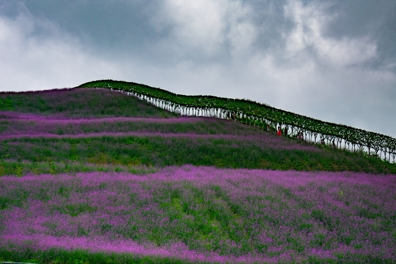 freshness, field, north guizhou huahai, beauty in nature, springtime, purple, flowerbed, landscape, cloud - sky, no people, tongzi, nature, guizhou, rural scene
