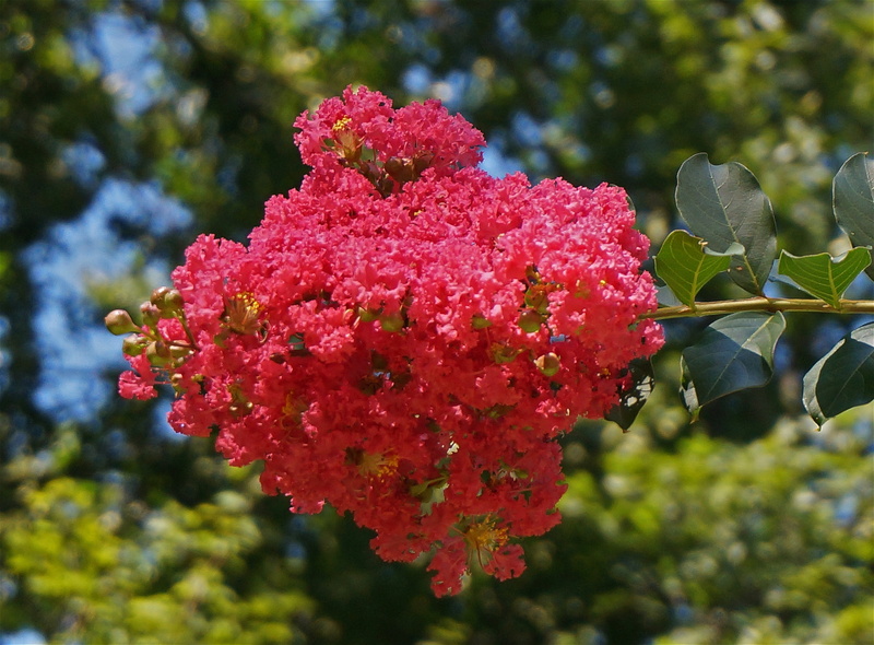 garden, freshness, bloom, fragility, focus on foreground, 2K, crepe myrtle, close-up, summer, blossom, flower, plant, petal, leaf, crepe myrtle blossoms