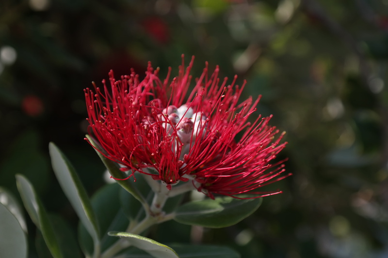 Bloom, beauty in nature, green Color, focus on foreground, red, metrosideros tomentosa, close-up, myrtaceae, christmas, new zealand christmas tree, flower