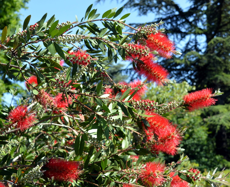flowering plant, food and drink, fruit, freshness, bush, day, rowanberry, ornamental shrub, no people, tree, close-up, garden, flower, close, green color