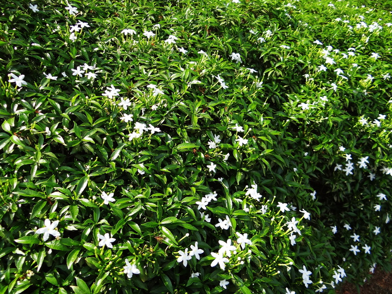 beauty in nature, dwarf crape jasmine, backgrounds, carnation of india, full frame, leaf, land, fragility, field, no people, nature, outdoors, moonbeam
