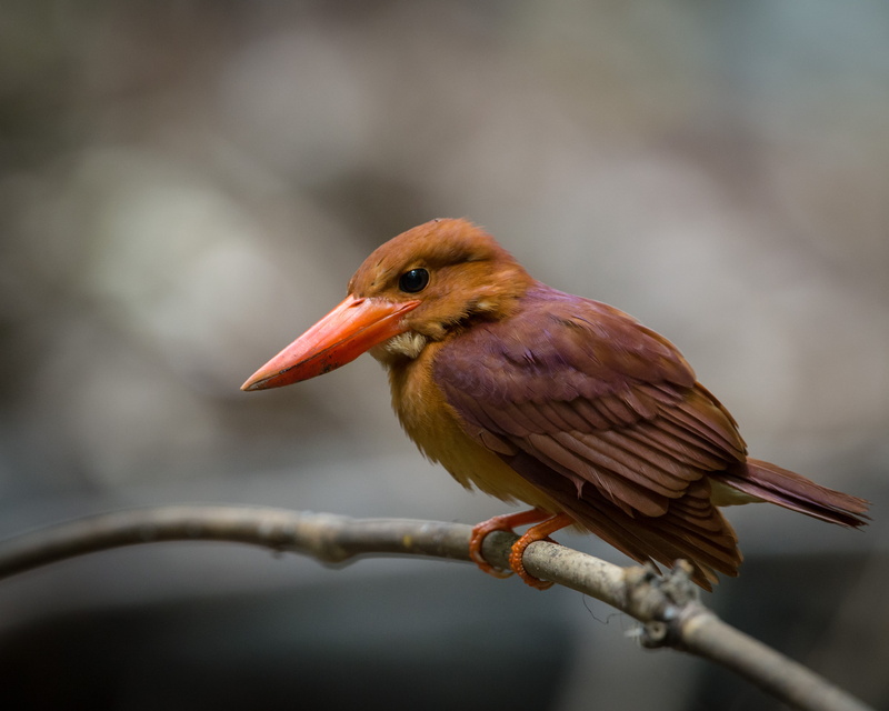 bird, 4K, kingfisher, outdoors, branch, beak, tilt, animal, tree branch, wildlife, nature, Ruddy Kingfisher, photography, Halcyon coromanda, tree, lens