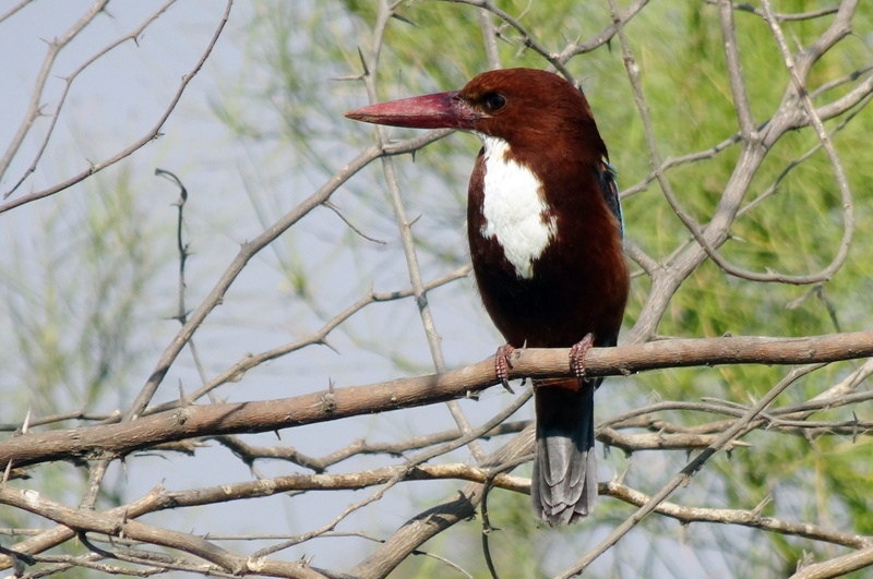 white-breasted kingfisher, animals in the wild, fauna, outdoors, india, plant, wildlife, tree kingfisher, tree, bird, focus on foreground, low angle view