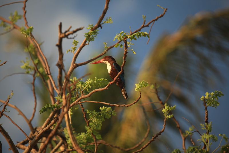 animal wildlife, no people, beauty in nature, halcyon, low angle view, growth, smyrnensis, outdoors, green, blue, throated, animal themes, day, beak, branch