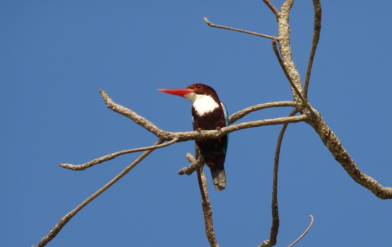 sky, outdoors, tree, wildlife, plant, bird, animals in the wild, blue, fauna, 2K, white-throated kingfisher, vertebrate, bare tree, branch, one animal