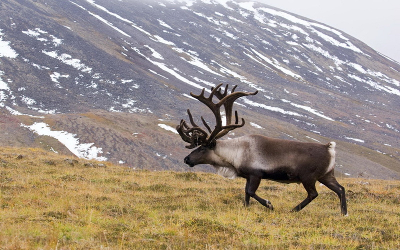 Animal, 1080P, Caribou