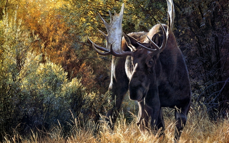 1080P, moose, horns, fur, forest, painting, Caribou