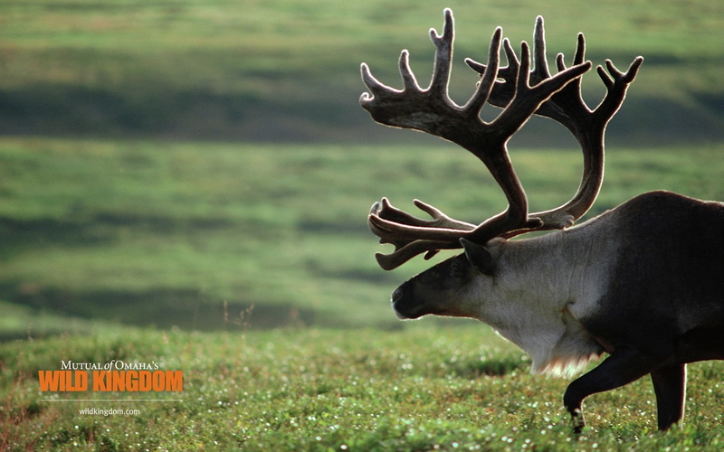 1080P, caribou