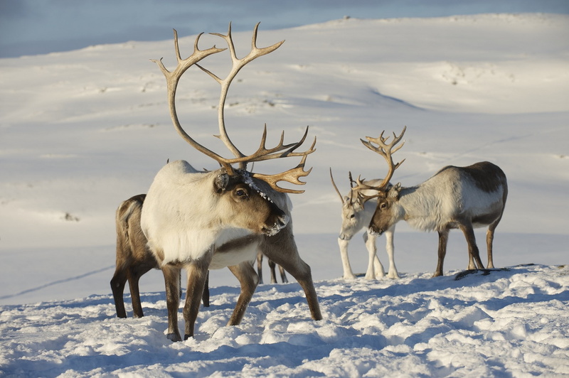1080P, caribou