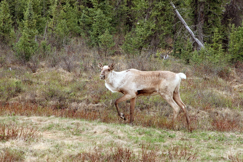 full length, wildlife, herbivorous, animal, forest, plant, reindeer, domestic animals, vertebrate, animal wildlife, tree, caribou, 1080P, grass, canada