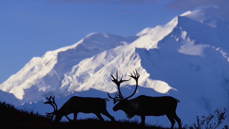 antler, blue, 1080P, no people, vertebrate, animal themes, nature, sky, deer, outdoors, mammal, animals in the wild, cold temperature, Alaska, animal